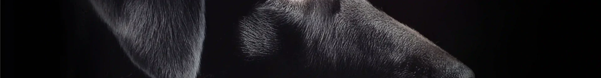 Hund hat Angst vor Böllern? So beruhigt ihn Rauschen – oft ganz ohne Tabletten