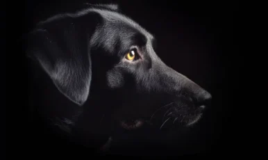 Hund hat Angst vor Böllern? So beruhigt ihn Rauschen – oft ganz ohne Tabletten